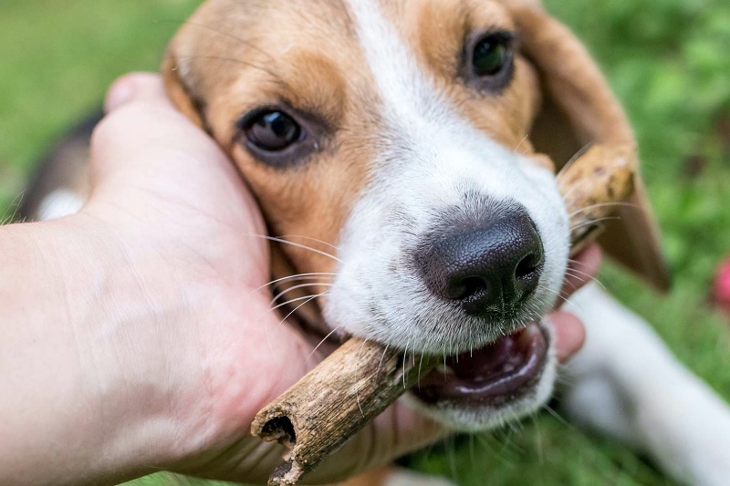 Dog vet in Austin, TX